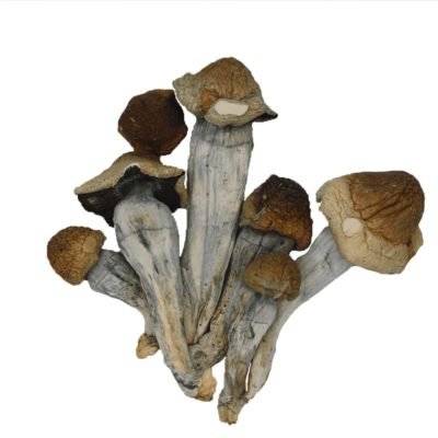 Penis-Envy-magic-mushroom